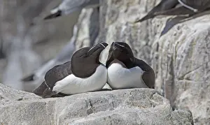 Outcrops: Two Razorbills Alca torda on rock outcrops Staple