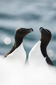 Torda: Two razorbills (Alca torda) in the snow, Hornoya