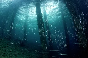 Commersonii: Razorfish - school with Bluespotted Cornetfish