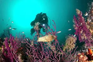 Damage: Reabreather diver approaching a red seafan, Paramuricea clav