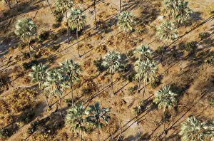 Endorheic: Real Fan Palm / Makalani Palm aerial view