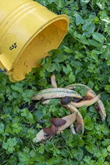 Crawl: Realization of a slug trap with melon peels, summer