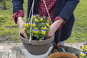Suspension: Realization of a suspension of Horned Pansy (Viola