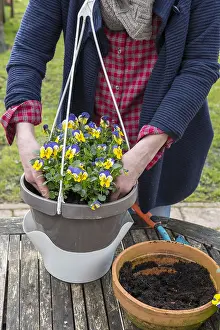 Suspension: Realization of a suspension of Horned Pansy (Viola