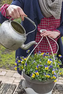 Suspension: Realization of a suspension of Horned Pansy (Viola