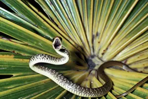 Fang: REAR FANG SNAKE - mouth open