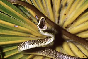 Fangs: REAR FANG SNAKE - mouth open, showing fangs