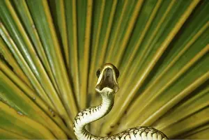 Fangs: REAR FANG SNAKE - mouth open, showing fangs