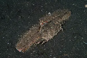 Spined: Rear-spined Elbow Crab
