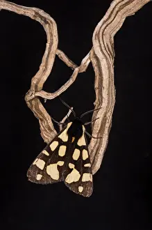 Erebidae: Rear view of Cream-spot tiger (Arctia villica) resting