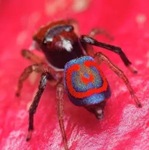 Bridal: rear view of a male Maratus splendens Peacock spider