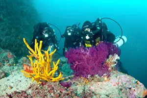 Sponge: Rebreather's divers with sponge, Axinella cannabina and red