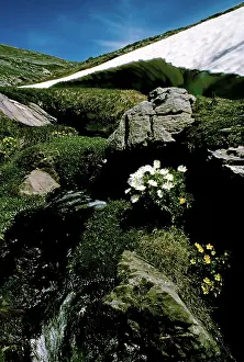 Receding: Receding ice drift and Anemone buttercups