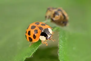 Case: Recently emerged Harlequin Ladybird with pupal case