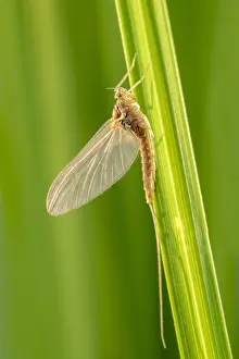 Sedge: Recently emerged Mayfly on sedge - Norfolk UK