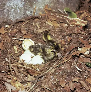 Ducklings: Recently hatched Mallard ducklings