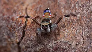 Recent: A recently re-discovered undescribed species of