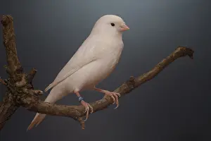 Canaries: Recessive white Canary on a branch
