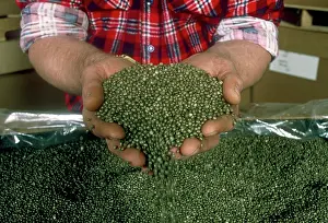 Pellets: Reclaimed polystyrene pellets