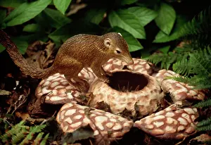 Shrews: Reconstruction: Tree Shrew on Rafflesia