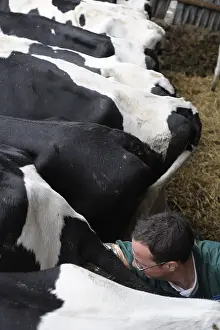 Lanes: Rectal search of Prim'Holstein Cows by a veterinarian