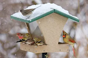 Cardinals: Recycled bird feeder - in winter with cardinal