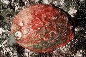 Molluscs: RED ABALONE