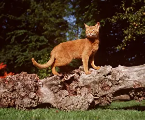 Abyssinian: RED ABYSSINIAN CAT