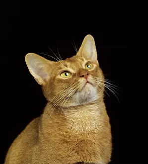 Abyssinian: Red Abyssinian Domestic Cat, Portrait against Black