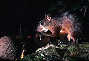 Nuts: RED ACOUCHI - eating Brazil nut seed, they disperse