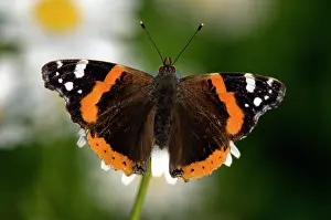 Admiral: Red Admiral