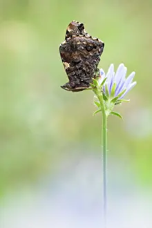 Admiral: Red Admiral