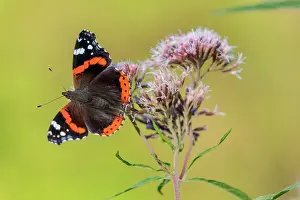 Admiral: Red Admiral - adult admiral feeding on nectar on blooming he