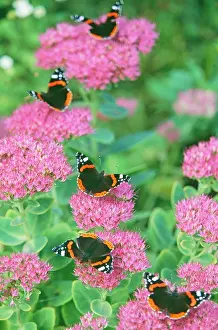 Admirals: Red ADMIRAL Butterflies - on ice plant / Sedum