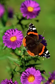 Admirals: Red Admiral BUTTERFLY