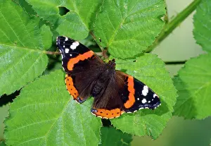 Admirals: Red Admiral Butterfly