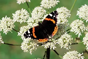 Admirals: Red Admiral Butterfly