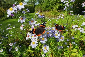 Admirals: Red Admiral Butterfly