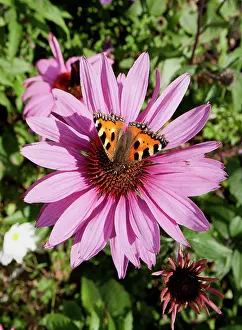 Paul Felix: Red Admiral Butterfly