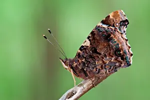 Admirals: Red Admiral Butterfly