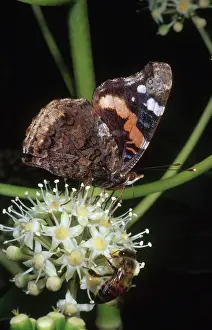 Proboscis: Red Admiral Butterfly