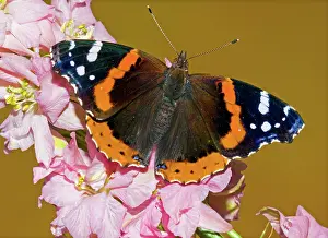 Admiral: Red Admiral Butterfly