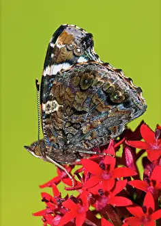 Admiral: Red Admiral Butterfly