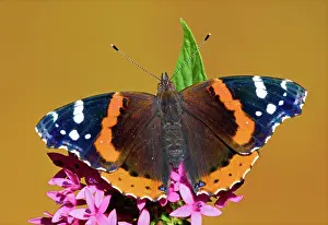 Admiral: Red Admiral Butterfly