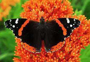 Admiral: Red Admiral Butterfly