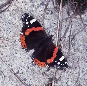 Admirals: RED ADMIRAL BUTTERFLY