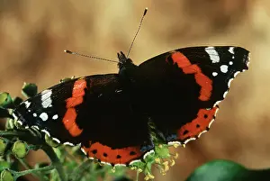 Pascal Goetgheluck: RED ADMIRAL BUTTERFLY