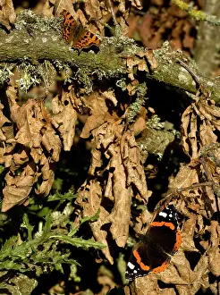 Admirals: Red Admiral butterfly and comma butterfly (Polygonia