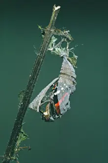 Admirals: Red Admiral Butterfly - emerging from pupae