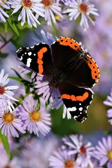 Admirals: Red Admiral Butterfly - Feeding upon aster flowers